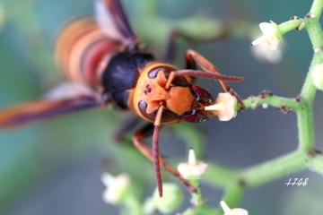 ヒメスズメバチ