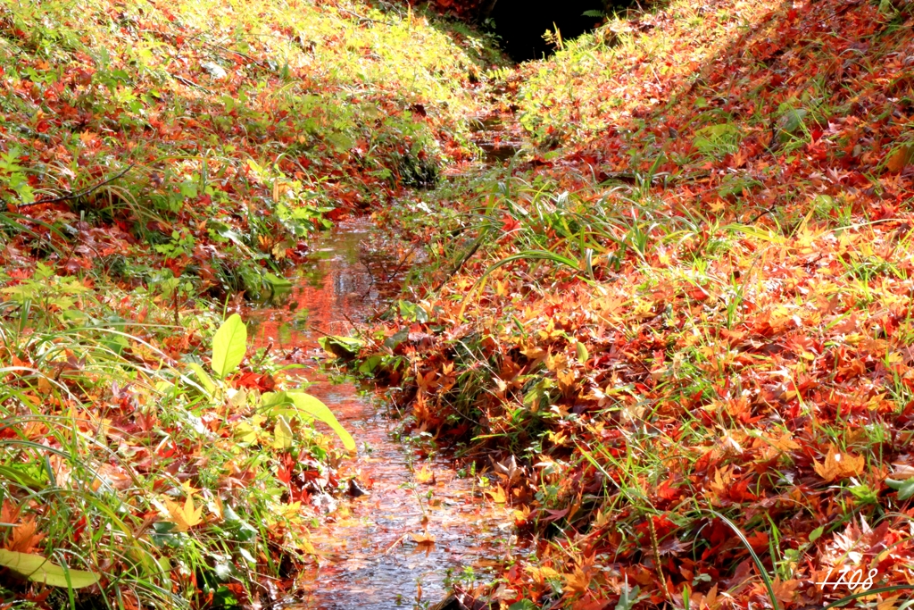 蒜山の紅葉 ・落葉