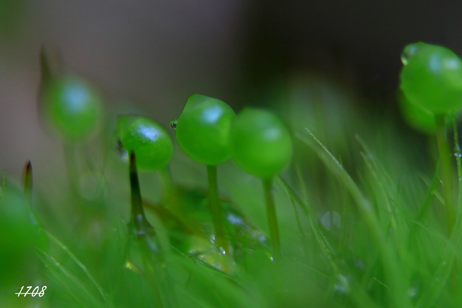 苔の世界 （タマゴケ）2024-13