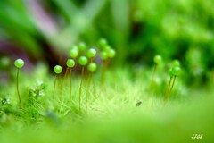 苔の世界 ２０２６－５６（タマゴケ）