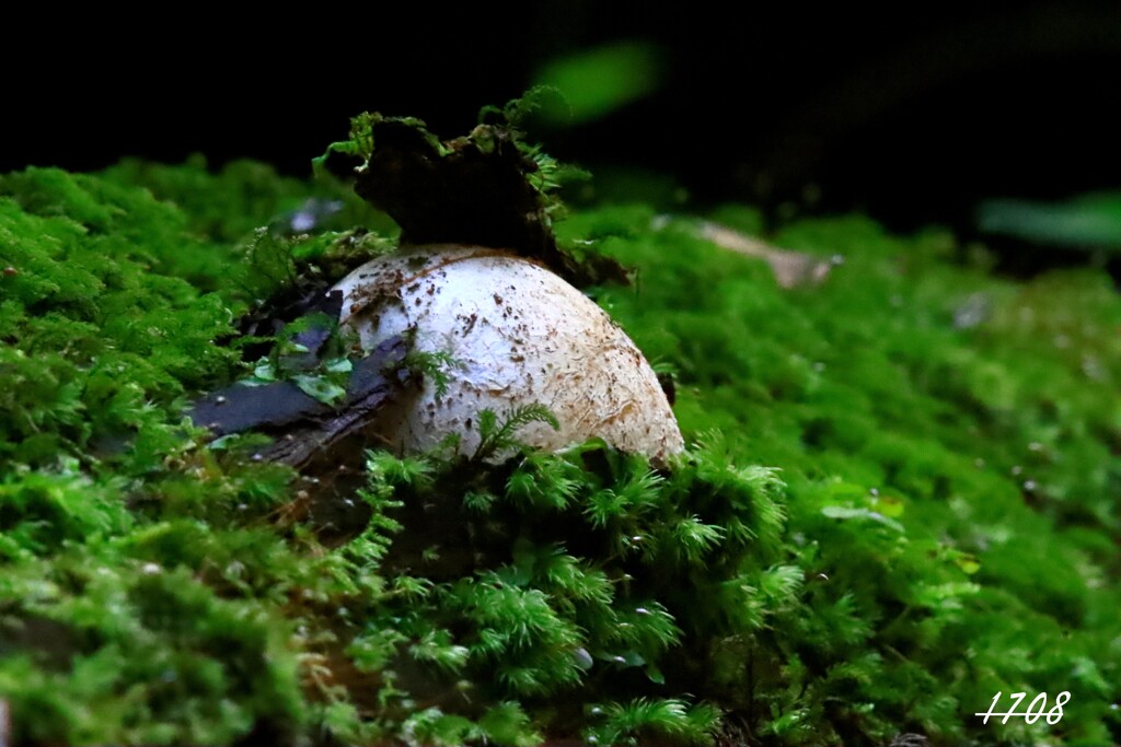 キノコ １６（幼菌）