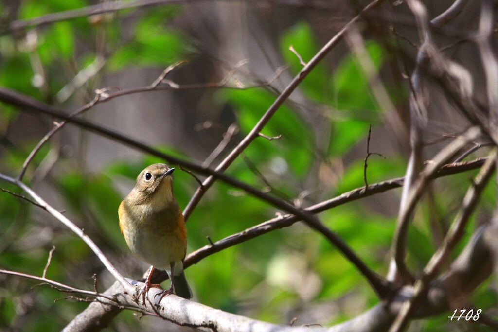 隣のテリトリーで
