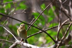 隣のテリトリーで