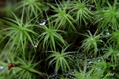 苔の世界 ２５－１１（水滴）