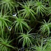 苔の世界 ２５－１１（水滴）