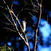 鳥撮り２