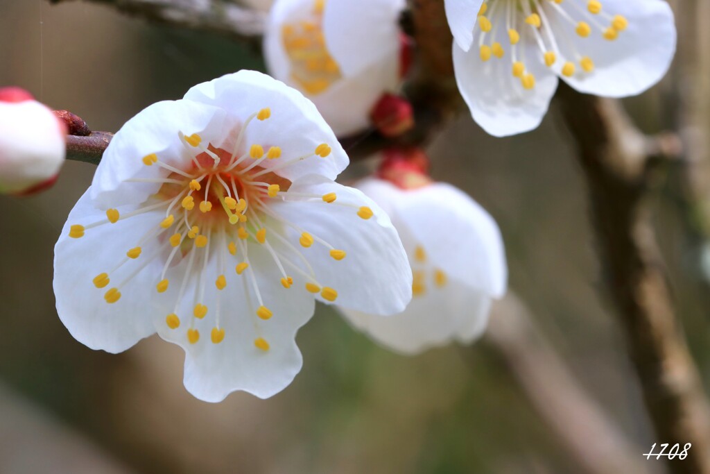 梅の花