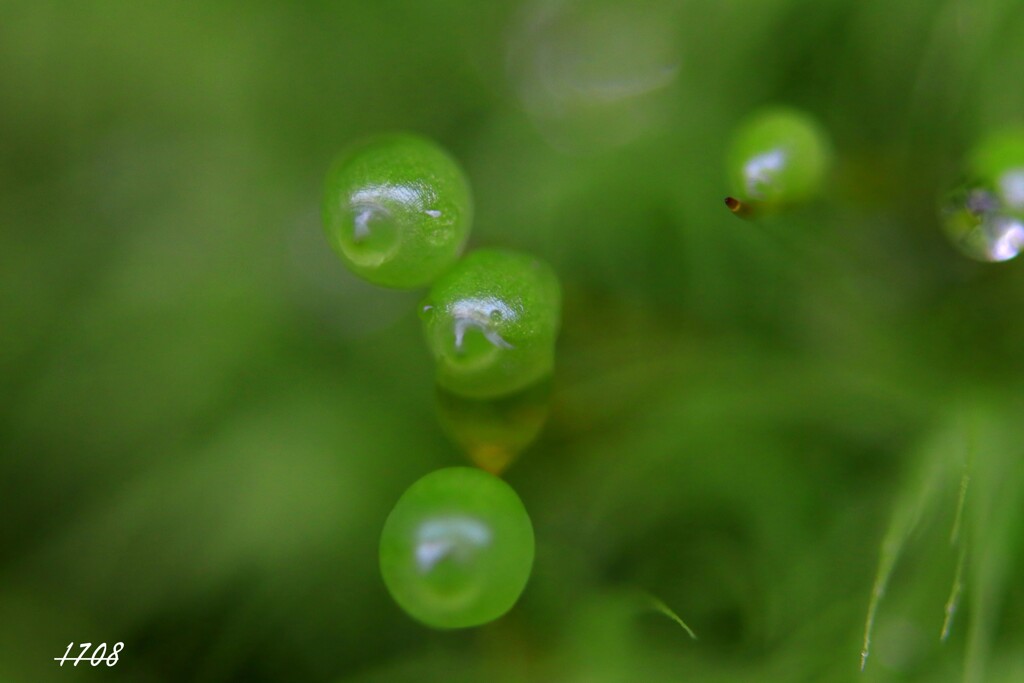 苔の世界 （タマゴケ）2024-14