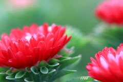 アスター