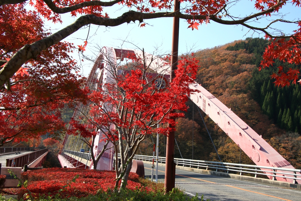 紅葉１