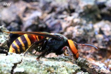 オオスズメバチ