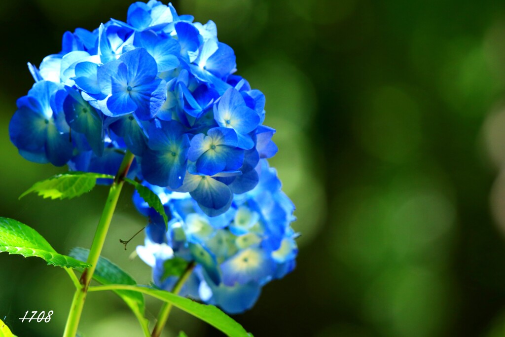 紫陽花