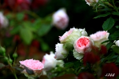 薔薇