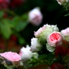 薔薇