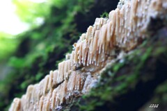 苔の世界 ２０２６ー１２（つらら）