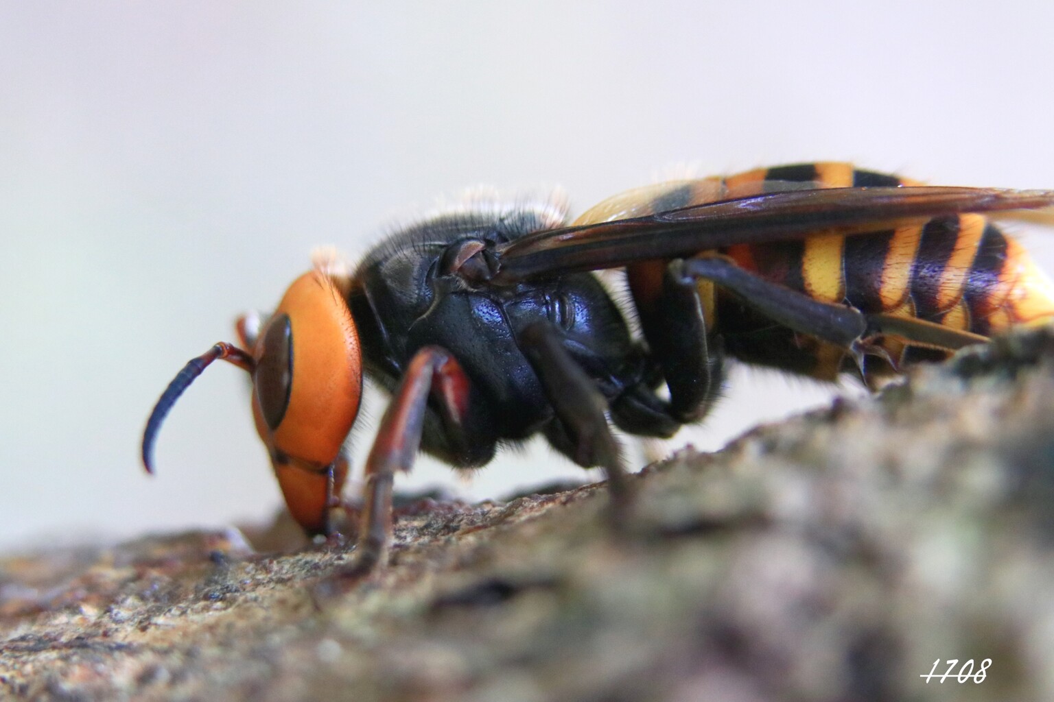 ２０２５忘れ物 （女王蜂）