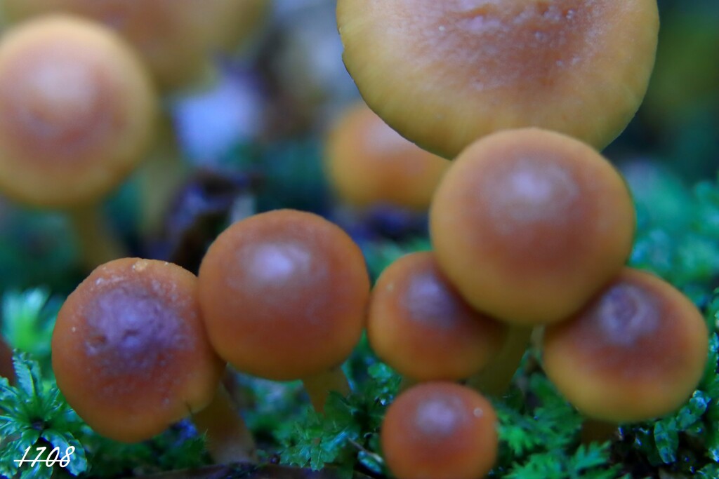 苔の世界 ２０２６ー３（アンパン）