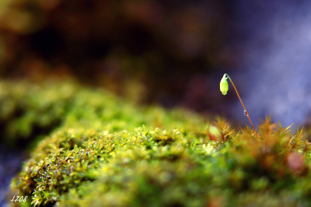 苔の世界 ２０２６－１７（ハリガネゴケ）