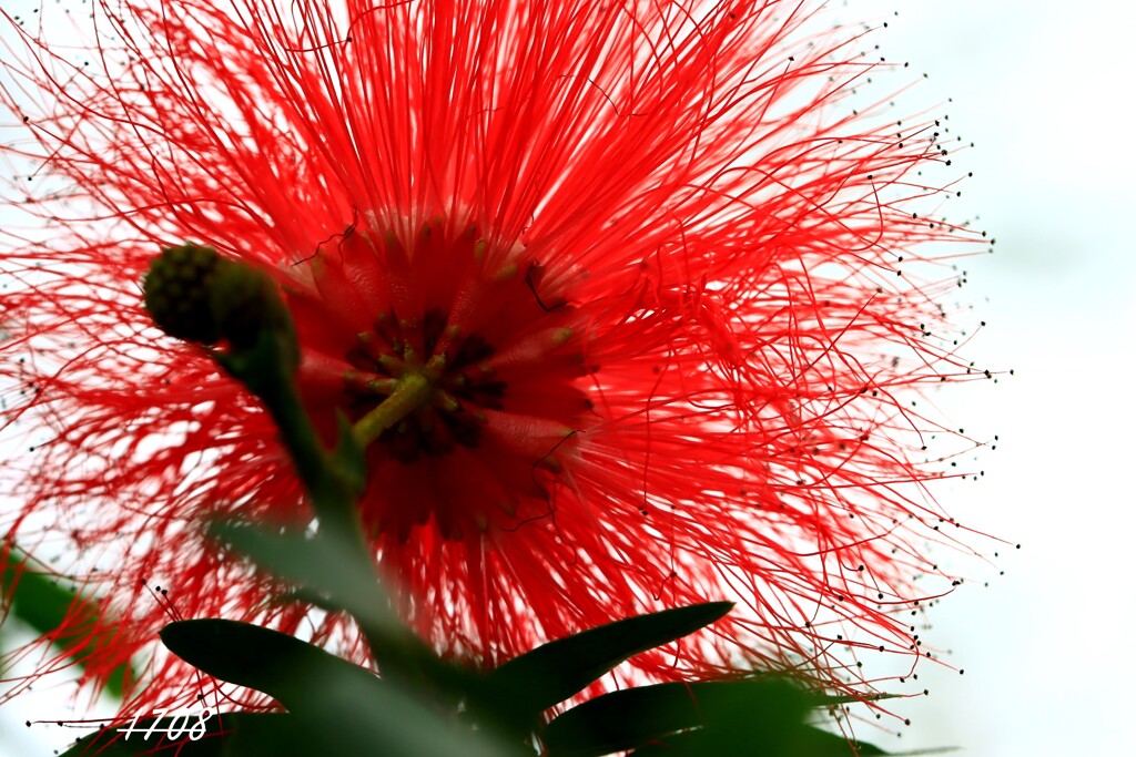 オオベニゴウカン