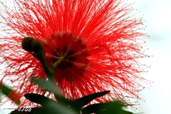 オオベニゴウカン