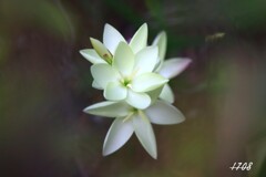 ヘスペランサ２