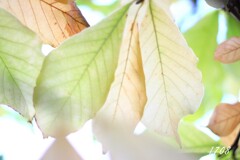 春夏秋冬（秋）