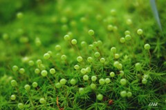 苔の世界 ２０２６－５７（タマゴケ）