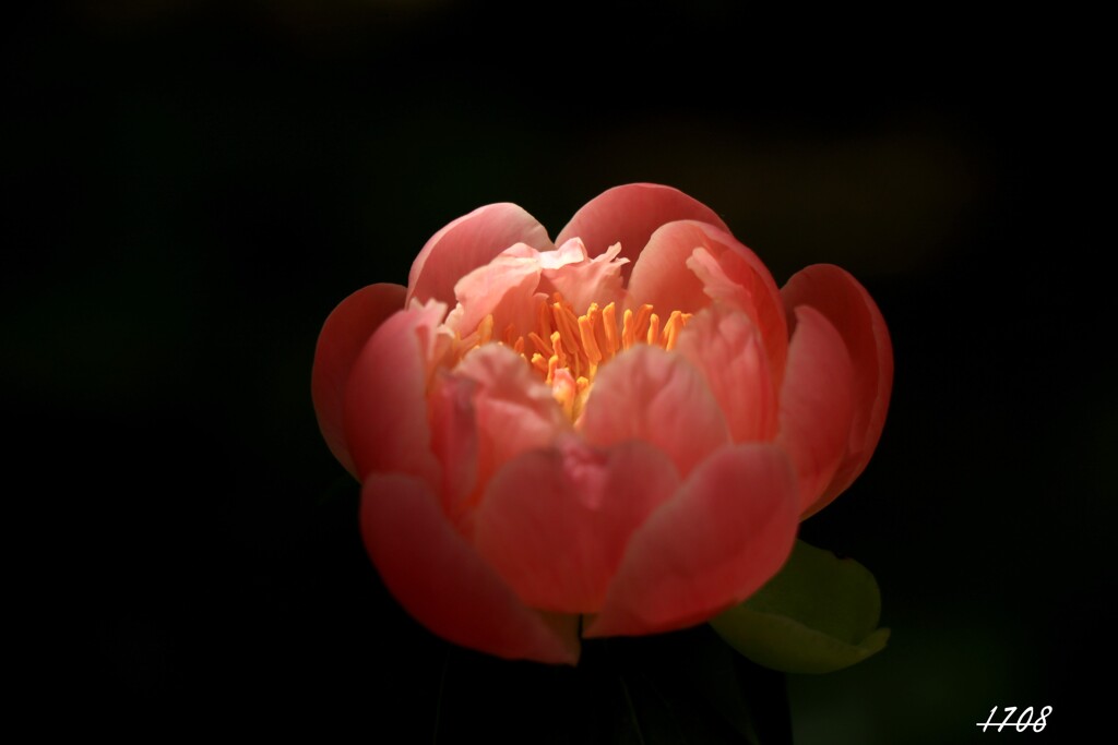 芍薬