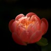 芍薬