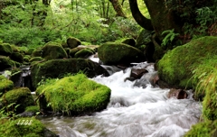 苔の世界６（渓流）