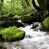 苔の世界６（渓流）