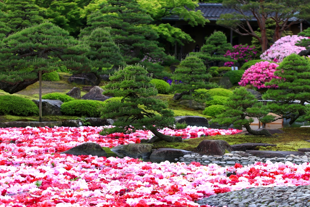 参考・池泉牡丹 1/2