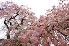 枝垂桜 1/2