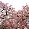 枝垂桜 1/2