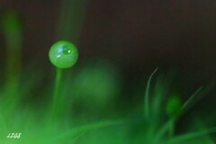 苔の世界２５－１９（タマゴケ）