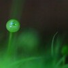 苔の世界２５－１９（タマゴケ）