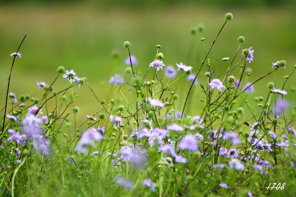 高原の花