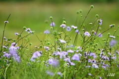 高原の花