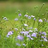 高原の花