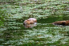 ネズミの親分