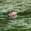 ネズミの親分