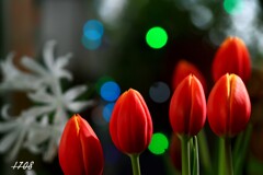 アイスチューリップ