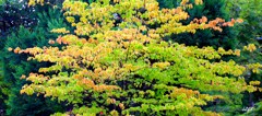 秋を求めて
