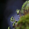 苔の世界 （雫）2024-15