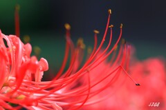 彼岸花