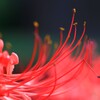 彼岸花