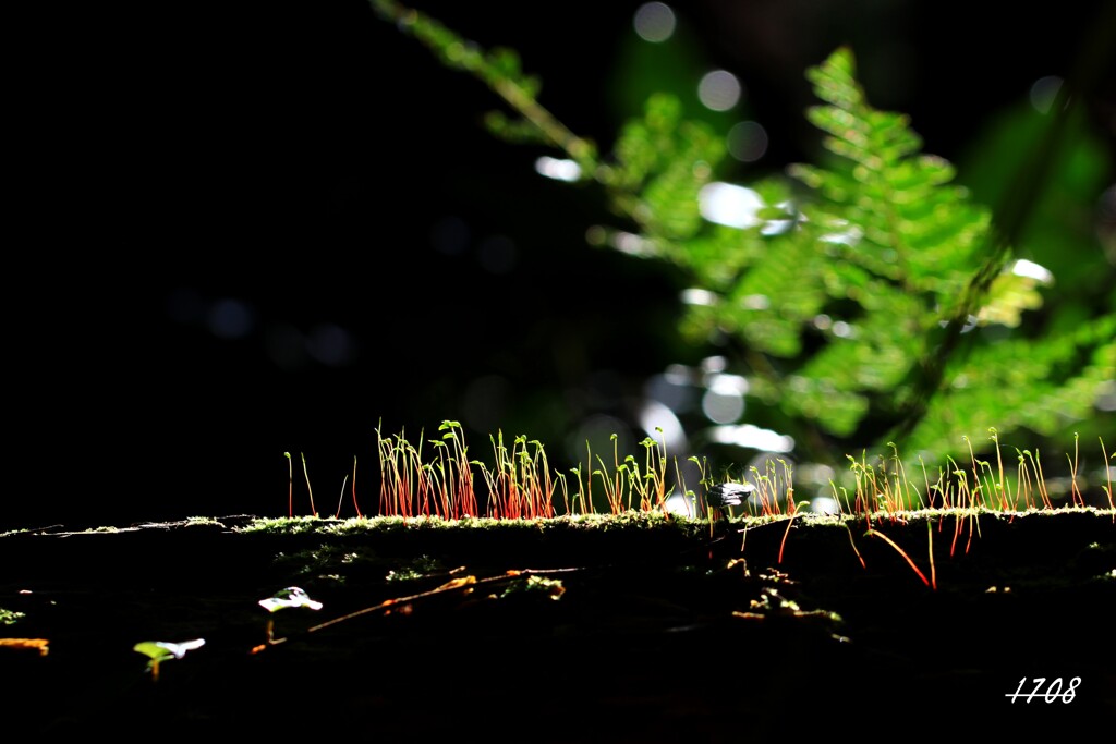 苔の世界 2024-35