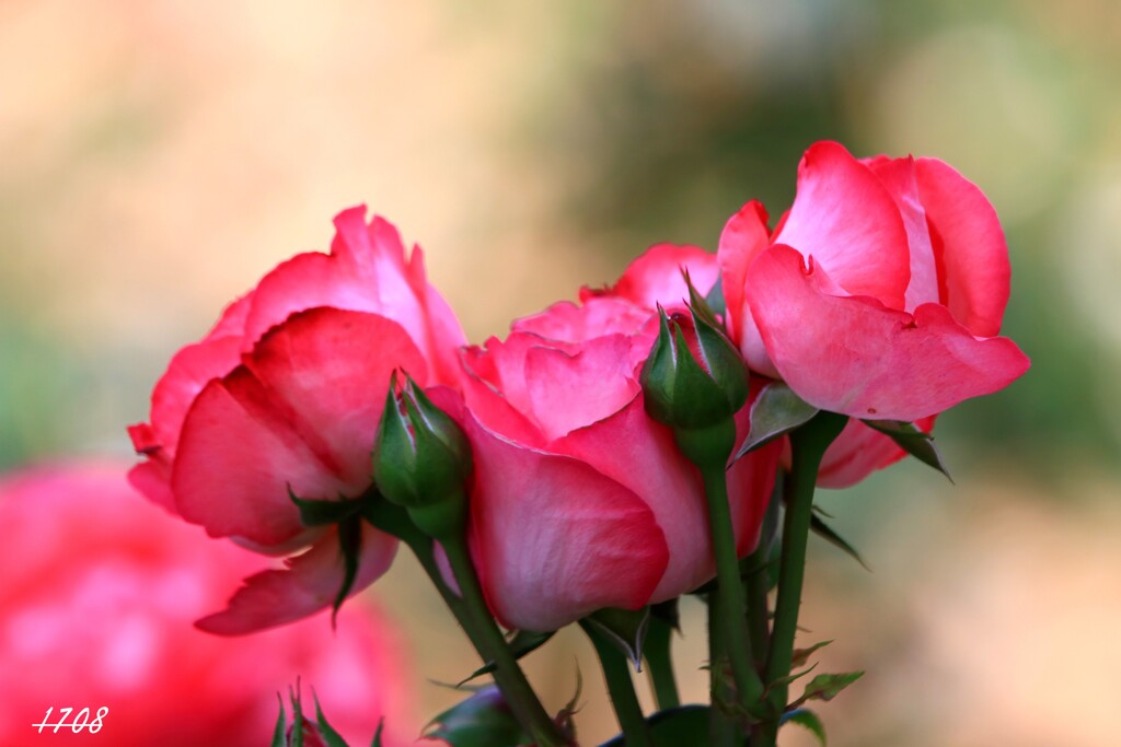 薔薇