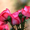 薔薇