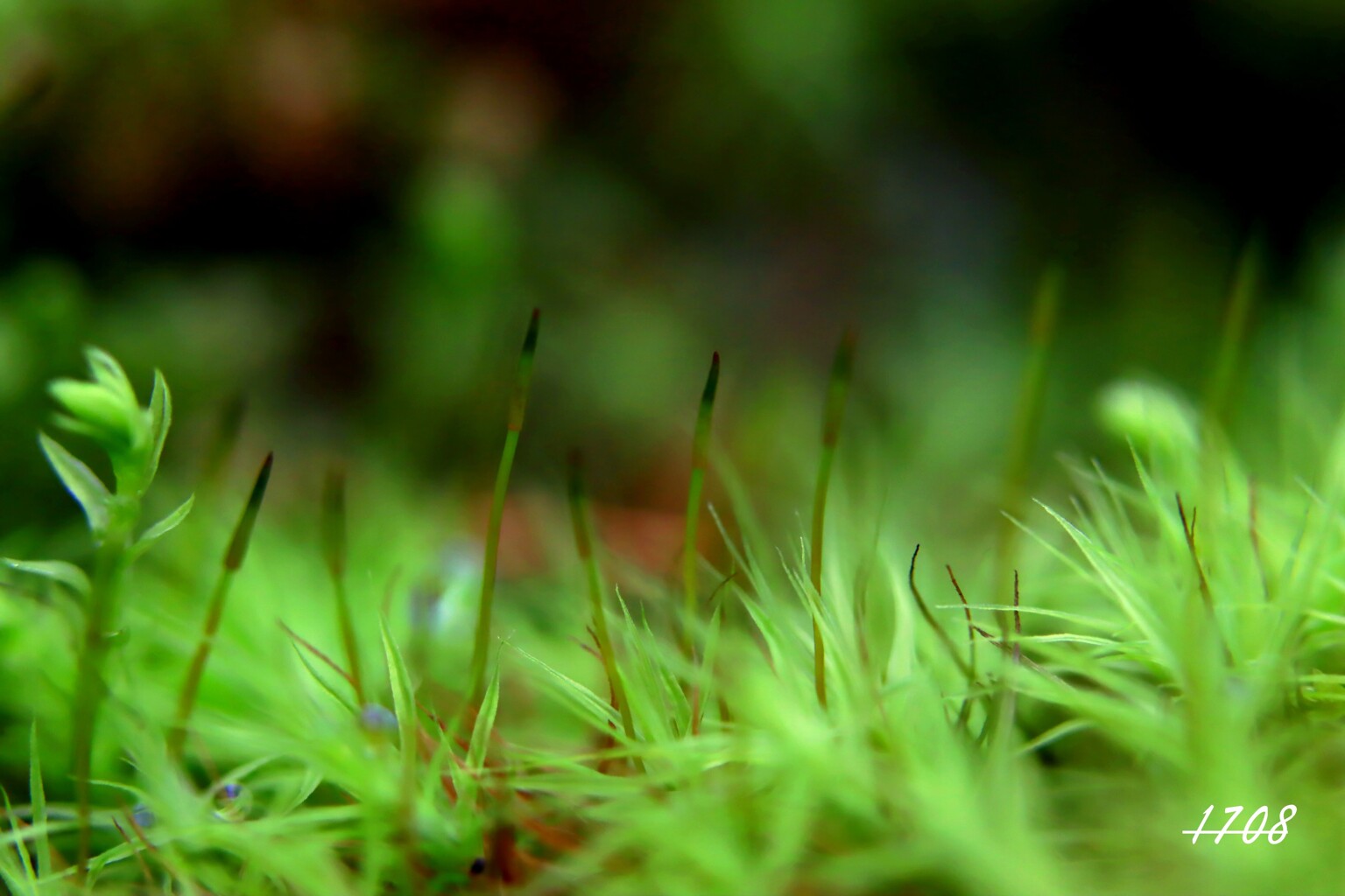 苔の世界 ２０２６ー２（タマゴケ）